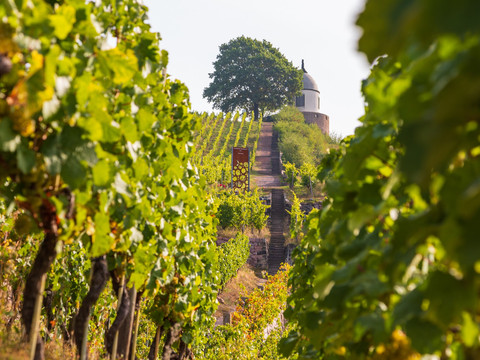 Weinberg auf Schloss Wackerbarth mit Blick zum Jacobstein in Radebeul.