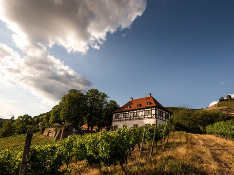 Das Weingut Hoflößnitz ist gelegen in den Weinbergen von Radebeul