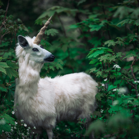 Forgotten_Creatures_Einhorn-scaled.jpg