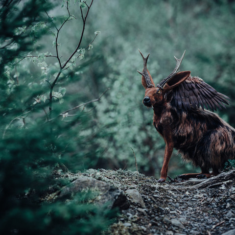 Forgotten_Creatures_Wolpertinger-scaled.jpg
