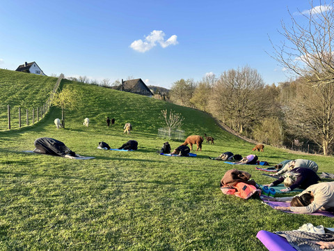 Yoga auf der Alpakaweide Yogaübungen auf einer grünen Wiese mit Alpakas im Hintergrund bei Sonnenuntergang.