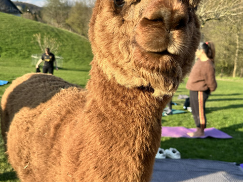 Alpaka im Bergischen Ein braunes Alpaka steht nah auf einer Wiese, umgeben von Menschen und ausgelegten Matten