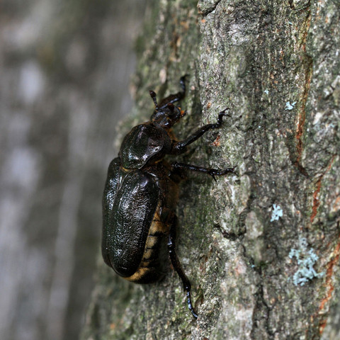 Eremit_Wanninchen_01_07_2011_2401_0_0_2000px.jpg Im Reich der großen Käfer