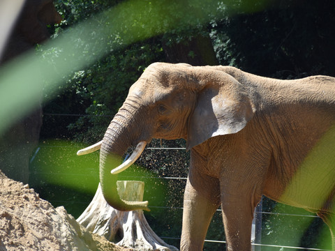 Elefant_Zoo Dresden_Fotograf_Eva-Maria Nollau.JPG