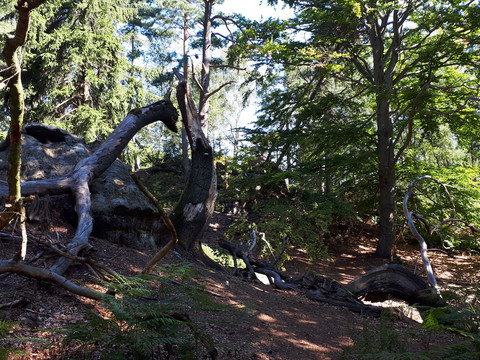 mystischer Wald