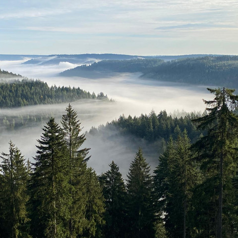 FeWo-Rinkenblick, Schwarzwald, M.Beilharz