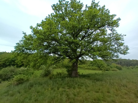 mächtige Eiche auf dem Birkenhübel
