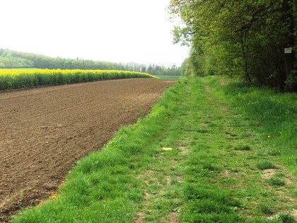 Wanderweg12_Salzgitter_HD_16zu9.JPG Grüner Wanderweg am Waldrand, daneben ein brauner Acker und ein gelbes Rapsfeld.