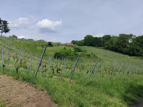 Paradiesberg, Radebeuler Niederlößnitz