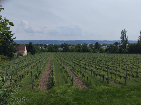 Weinberge in der Niederlößnitz