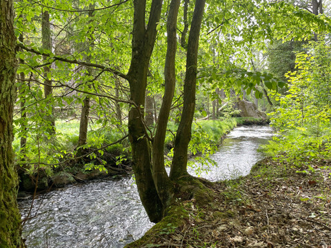 Die Kirnitzsch ist einer der saubersten Bäche in Sachsen