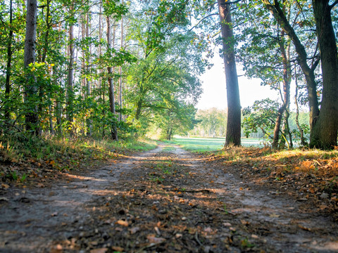 Waldimpression Dübener Heide