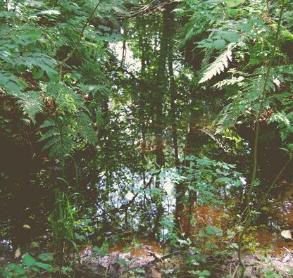 csm_NSG_Ihlsee_Bruchwald._589acde921.jpg
