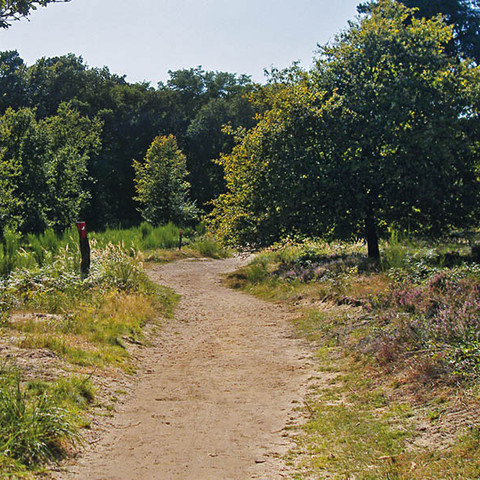 Heideweg Pfad