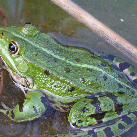 Frosch