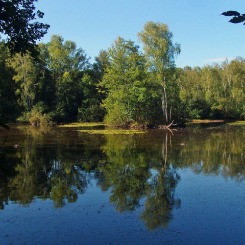 Heideweg Natur