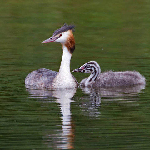 Vögel