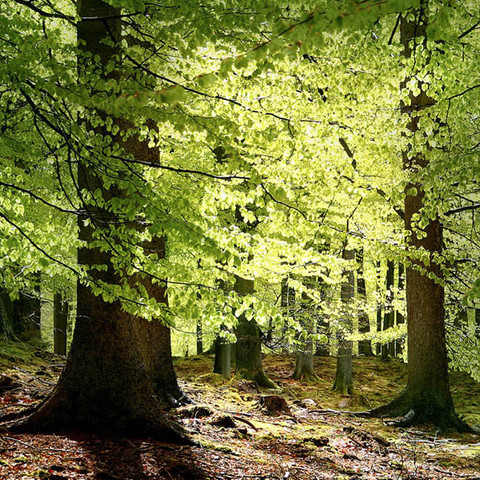 Wald