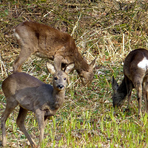 Tierwelt