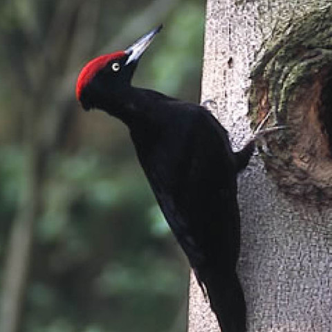 Tierwelt