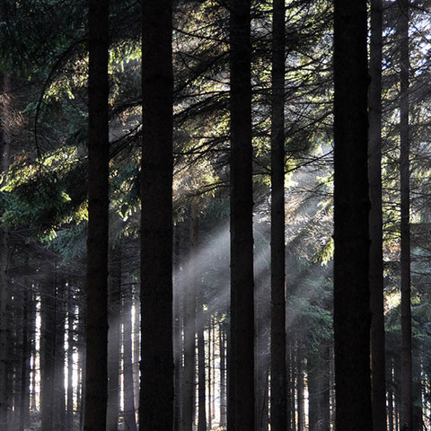 Wald