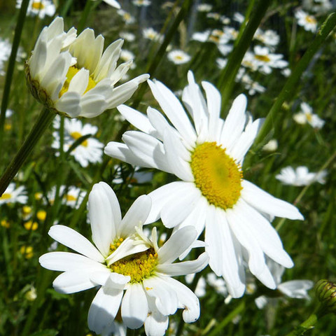 Blume