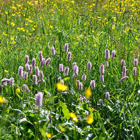 Blumenwiese