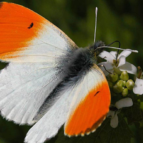 Schmetterling