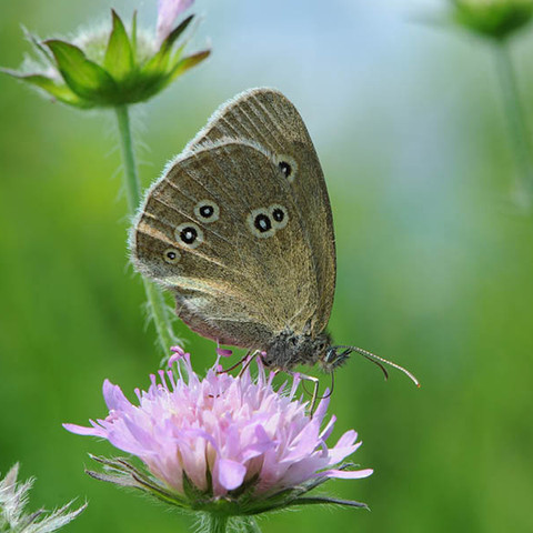Schmetterling