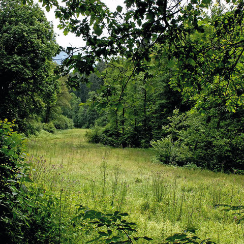 Natur