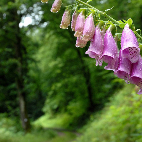 Blume