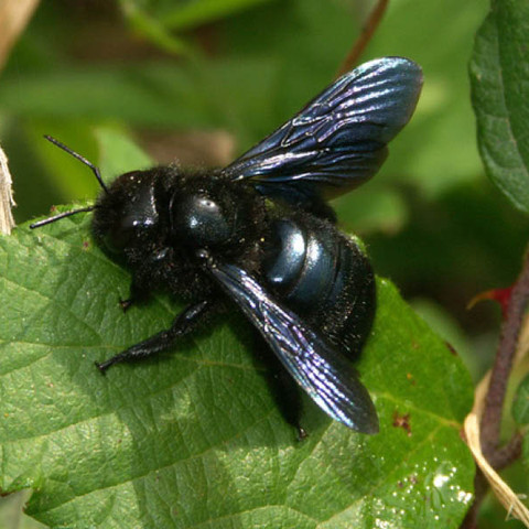 Fliege