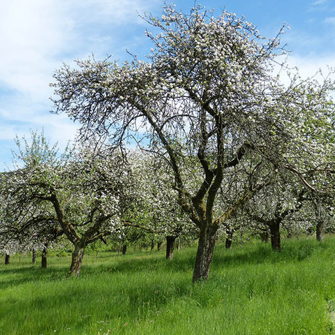 Apfelbaum