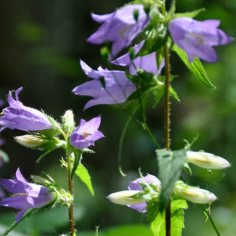 Blume