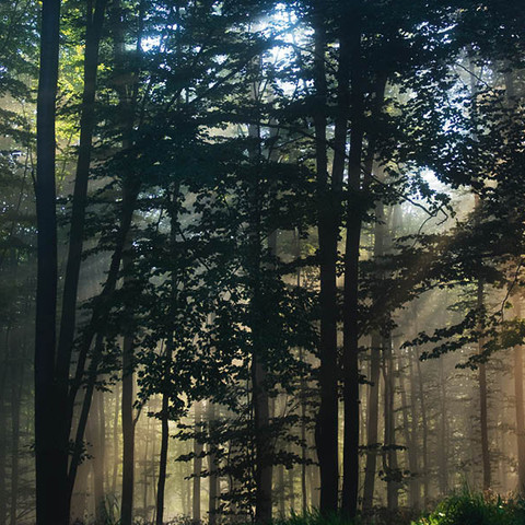 Försterweg Wald