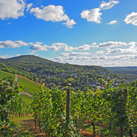 Drachenfelsblick-Weinberge-Oberdollendorf