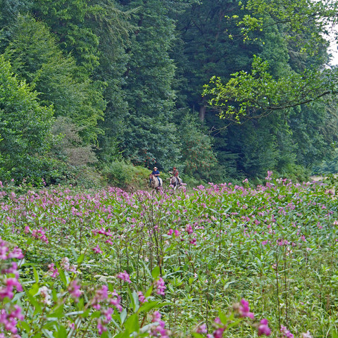 Springkraut-Logebachtal