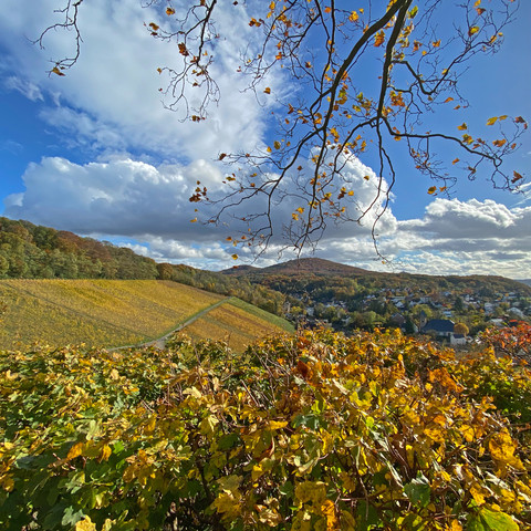 Weinberge