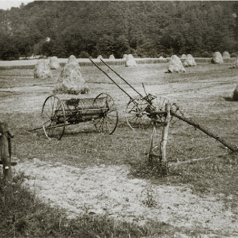Feld