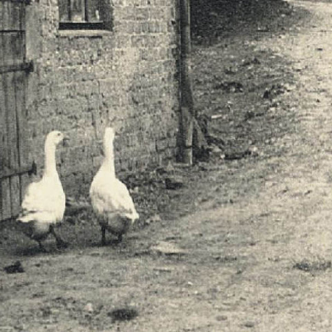Gänse