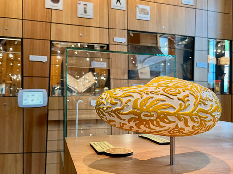 Ausstellung Naturalienkabinett Pressefotos BGA2026_2