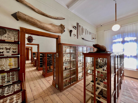Ausstellung Naturalienkabinett Pressefotos BGA2026_2