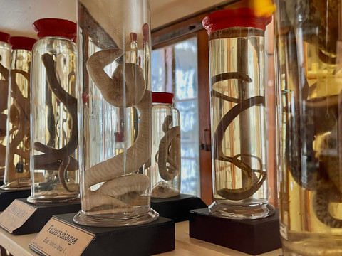 Ausstellung Naturalienkabinett Pressefotos NK2026_8