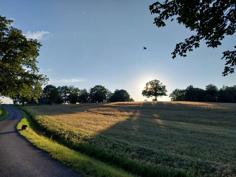 Jahresz Sommer Abendspaziergang