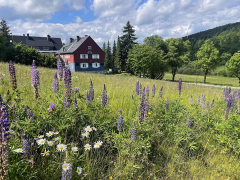 umgebung-sommer-lupinenwiese-rehefeld-1600w
