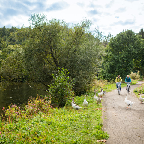 Gänse auf dem Radweg Sieg