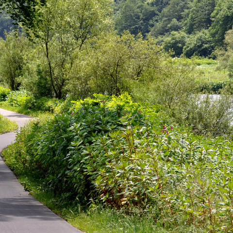 Radweg Sieg bei Dattenfeld