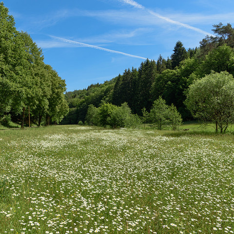 Naturschutzgebiet Rosbachtal