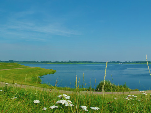 Grünes Ufer mit blühenden Wildblumen an einem stillen See unter blauem Himmel.