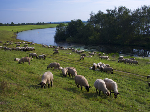Schafe grasen friedlich am Ufer eines Flusses, während Bäume den Hintergrund säumen.